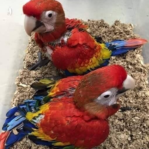 Macaws for Sale - Birds Now