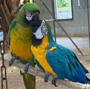 Macaws for Sale