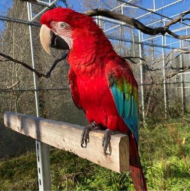 Macaw Parrots Farm
