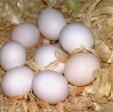 Blue and Gold Macaw eggs – Macaw Parrot Eggs For Sale