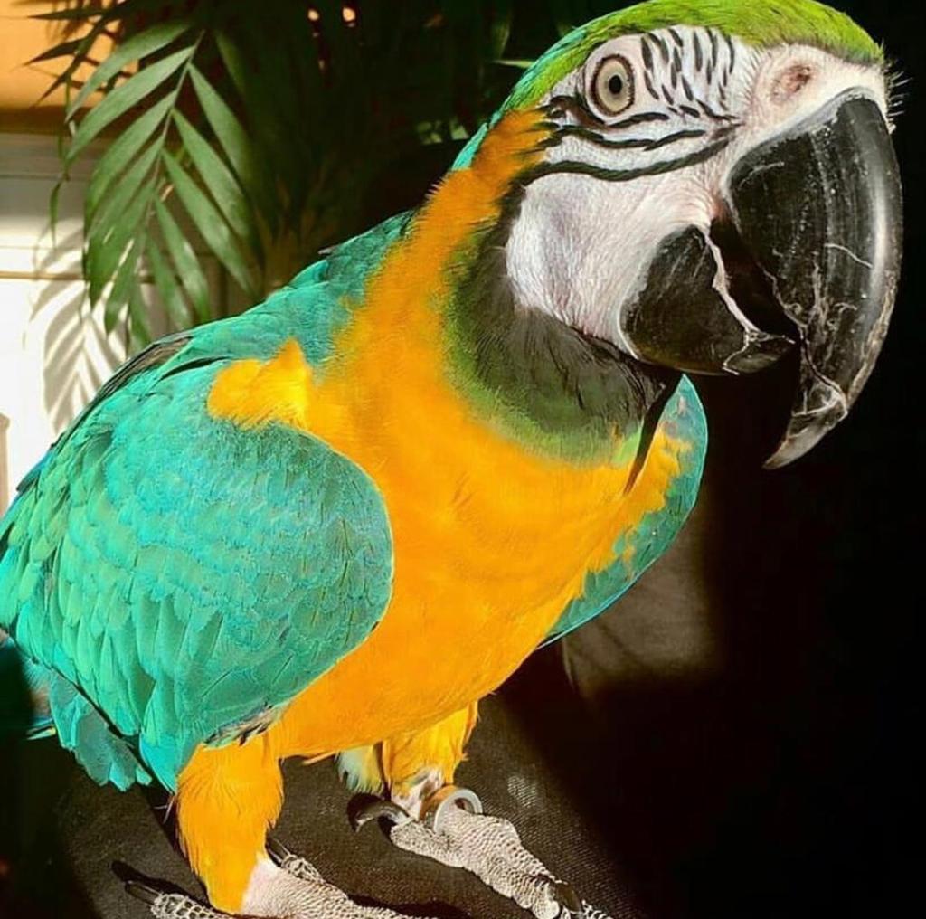 PARROT FOR SALE IN FLORIDA