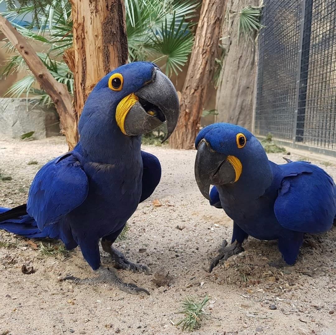 Hyacinth Macaws for Sale near me