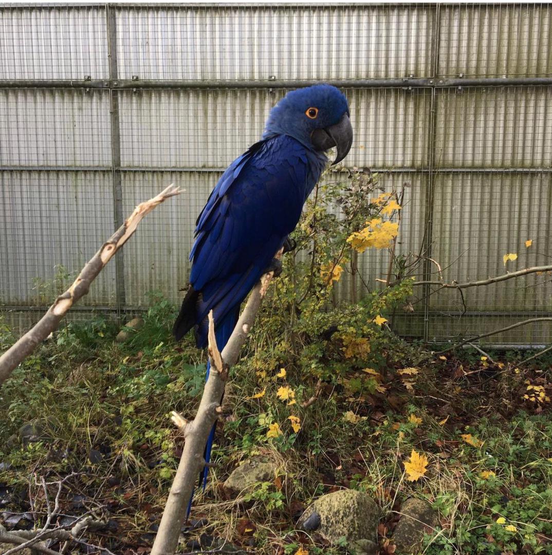 Baby Hyacinth Macaw Parrot